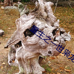 重生之一世枭(xiāo)龙(lóng)全(quán)文免费阅读