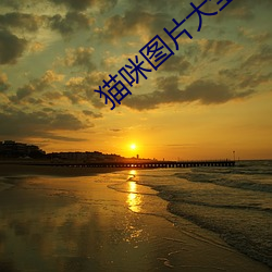 貓咪圖片大全