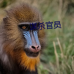 谋杀官员