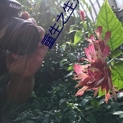 重生之生如夏花