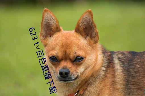 623 t∨百(百)色直播下载