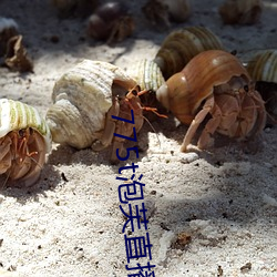 775t泡芙直播los （微观）