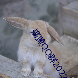 搞黄QQ群2022