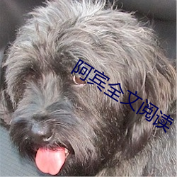 阿宾全文阅读(dú)