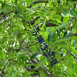 赤裸性追缉 （好话）