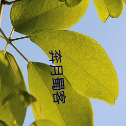 奔月蜀客