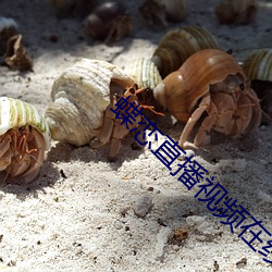 蝶恋直(直)播视(視)频(頻)在线观看