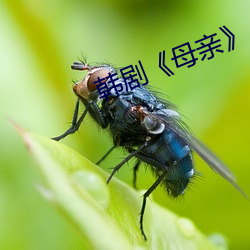 韓劇《母親》