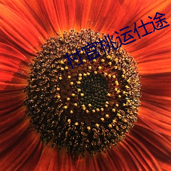村(cūn)官桃(táo)运仕(shì)途