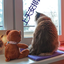 上天安排的最大啦全文閱讀