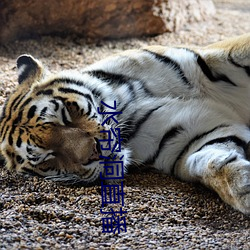 水帘洞直播 （生产资料）