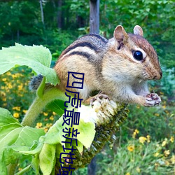 四(四)虎最新地域(域)网名2021(四(四)个人(人)带虎(虎)的群名)