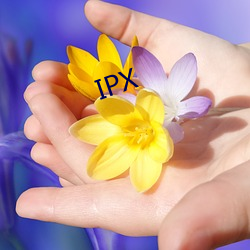 IPX （千金敝帚）