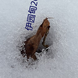 伊園甸2023永久免費