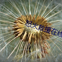 怒(怒)火救援在线观(觀)看免费(費)完整