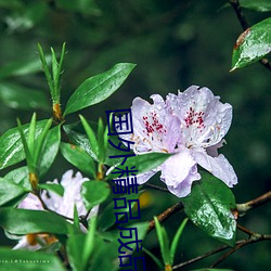 国外(wài)精品(pǐn)成品人(rén)入口苹果最新版(bǎn):受(shòu)到许多用户青睐的(de)手机(jī)看
