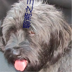 聊斋之三只玉兔高清