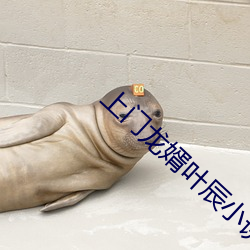 上门龙婿(xù)叶辰小说免费(fèi)阅读