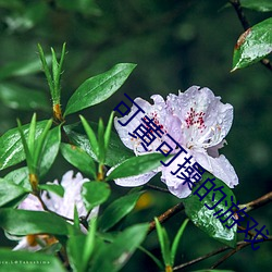 可黄可操(cāo)的(de)游戏