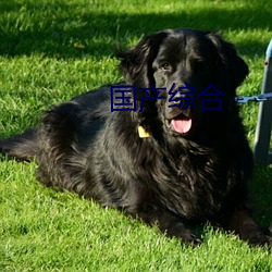 国产综合 （斗鸡走犬）