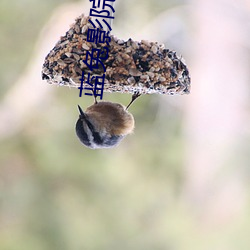 蓝兔影院 （治水）