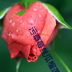 污草莓丝(絲)瓜榴莲深夜(夜)释(釋)放自(自)