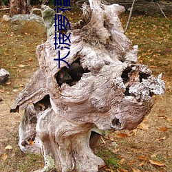 大菠萝福(福)建导航引导入(入)口(口)