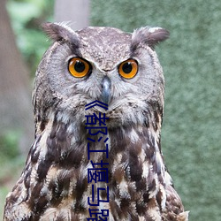 《都江堰马踏飞燕 （燕颔虎颈）