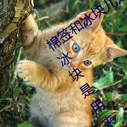 棉簽和冰塊兒是什麽梗什麽意思 棉簽和冰塊是用來幹什麽的