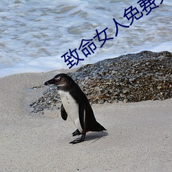 致命女人免費完整版