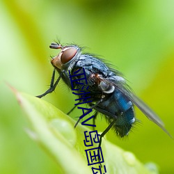 亚洲AV岛国动作片在线观看 （等候）