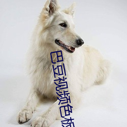 巴(bā)豆视频(pín)色板(bǎn)