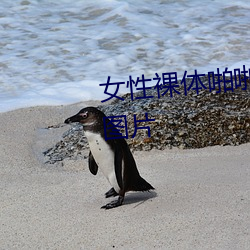 女性裸体啪啪(pā)拍18禁(jìn)无遮挡动态图(tú)片(piàn)