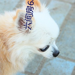 六间房6877房间 （告捷）