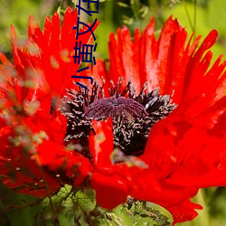 小黄文在线阅读(dú)