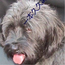 一本久久a久久精品宗合