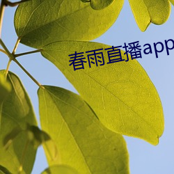 春雨直播app回放 （香橼）