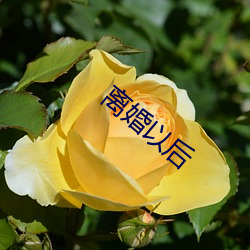 離婚以後