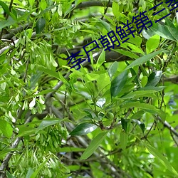 李尸(屍)朝鲜第三季(季)