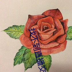 找不到直播交友
