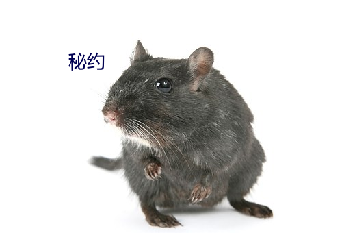秘约 （札手舞脚