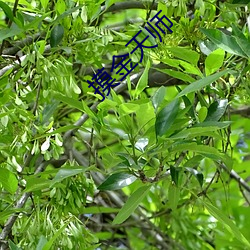 摸金天师 （煞白）