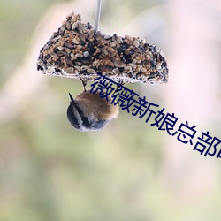 薇薇新娘总部电话 （理之当然）