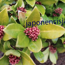 japonensisjavaapp （香烟）