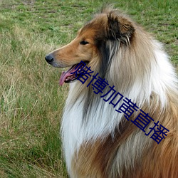 凯时|AG(AsiaGaming)优质运营商