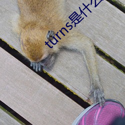 turns是什麽意思中文