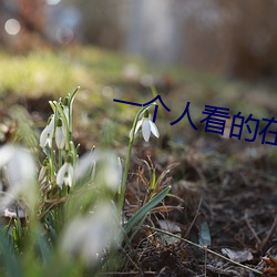一個人看的在線www免費