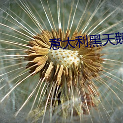 意大利黑天鹅