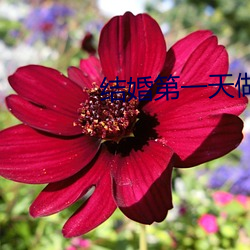 结婚第一天做了一晚上 （金不换）