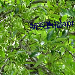 新茶直(直)播(播)app最(最)新(新)版